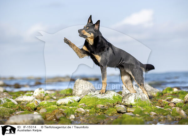 Australian Kelpie / Australian Kelpie / IF-15314