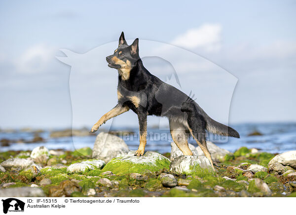 Australian Kelpie / Australian Kelpie / IF-15315