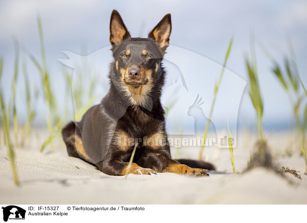 Australian Kelpie / Australian Kelpie / IF-15327