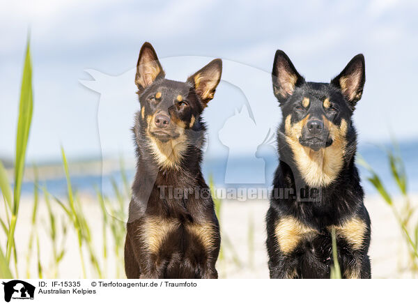 Australian Kelpies / Australian Kelpies / IF-15335