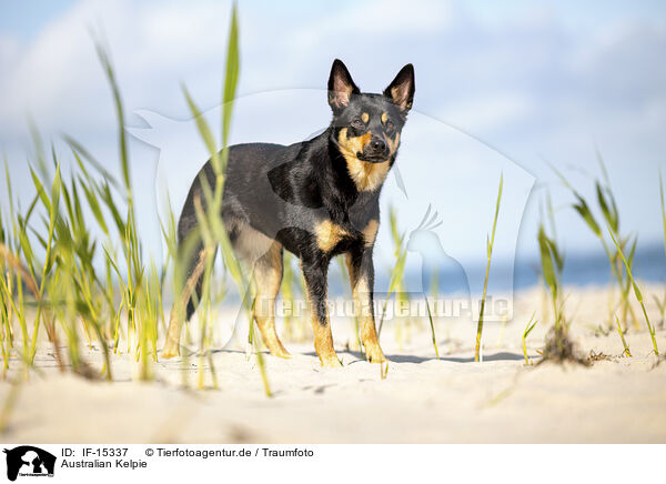 Australian Kelpie / Australian Kelpie / IF-15337