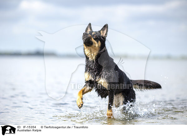 Australian Kelpie / Australian Kelpie / IF-15354