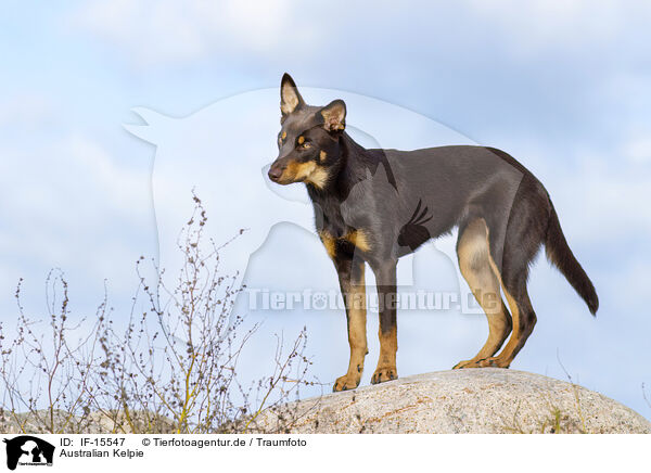 Australian Kelpie / IF-15547