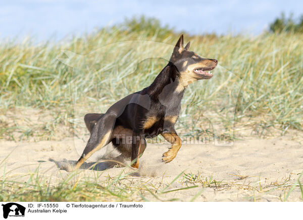 Australian Kelpie / Australian Kelpie / IF-15550