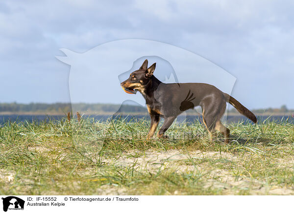 Australian Kelpie / IF-15552