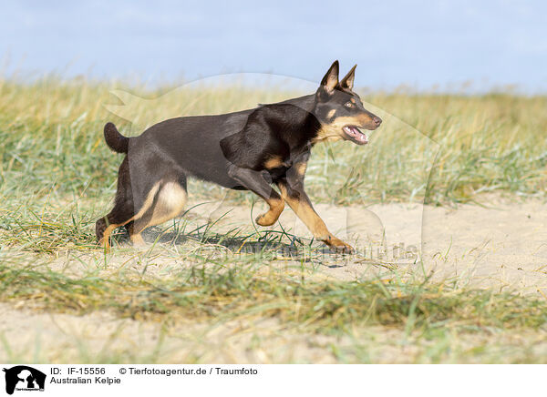 Australian Kelpie / Australian Kelpie / IF-15556