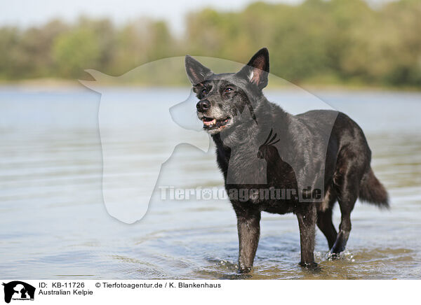 Australian Kelpie / Australian Kelpie / KB-11726