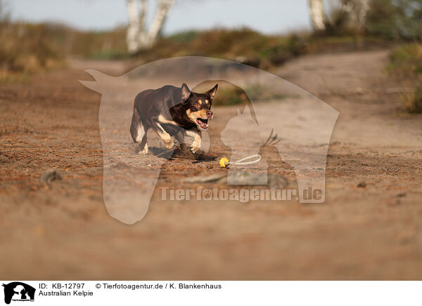 Australian Kelpie / Australian Kelpie / KB-12797