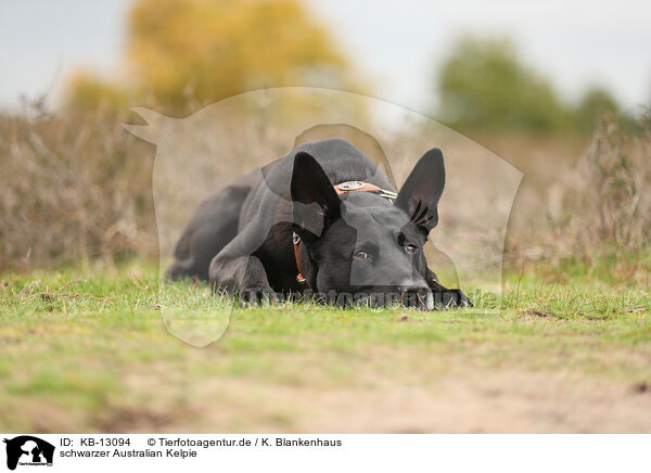 schwarzer Australian Kelpie / black Australian Kelpie / KB-13094