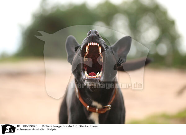 schwarzer Australian Kelpie / black Australian Kelpie / KB-13096