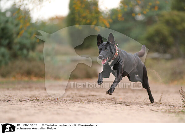 schwarzer Australian Kelpie / black Australian Kelpie / KB-13103