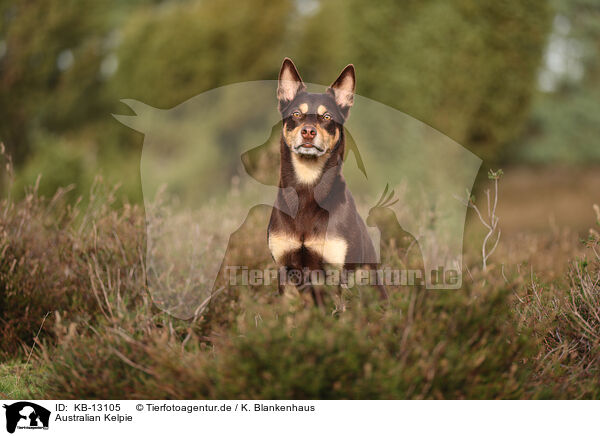 Australian Kelpie / Australian Kelpie / KB-13105