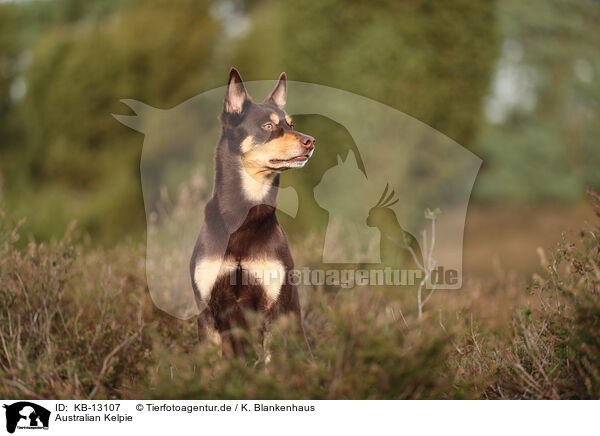 Australian Kelpie / Australian Kelpie / KB-13107