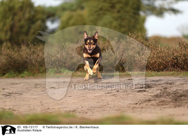 Australian Kelpie / Australian Kelpie / KB-13117