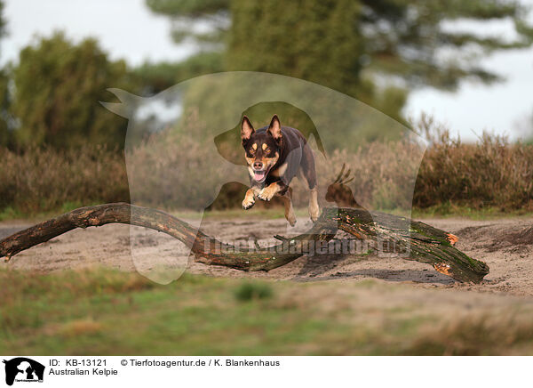 Australian Kelpie / Australian Kelpie / KB-13121