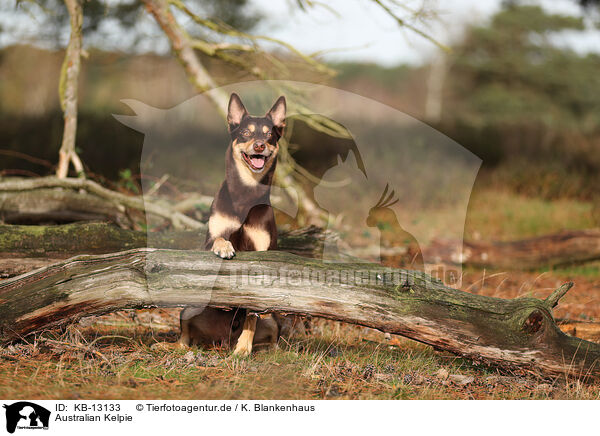 Australian Kelpie / Australian Kelpie / KB-13133