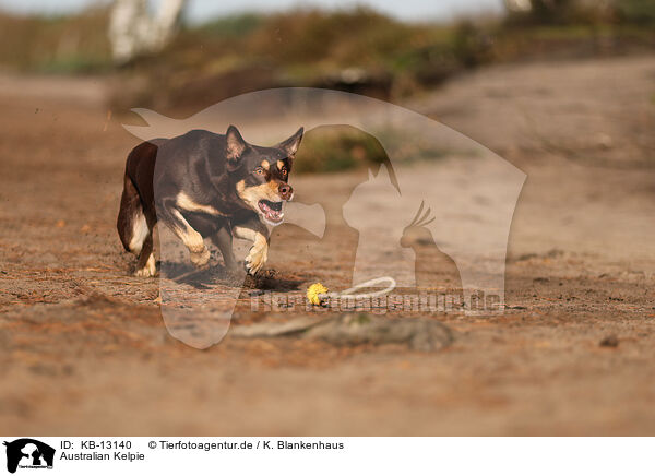 Australian Kelpie / Australian Kelpie / KB-13140