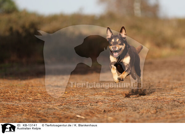 Australian Kelpie / Australian Kelpie / KB-13141