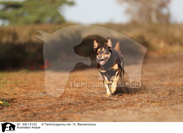 Australian Kelpie / Australian Kelpie / KB-13142