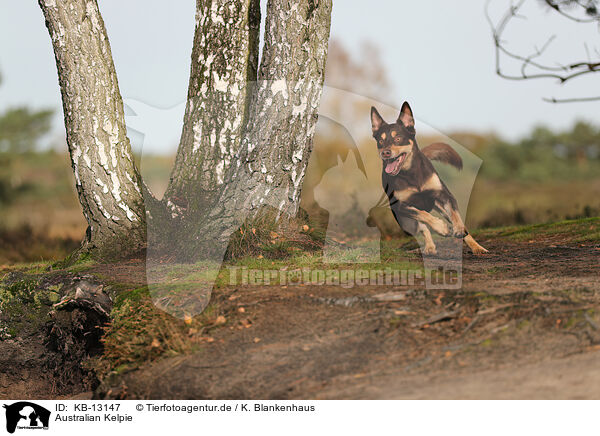 Australian Kelpie / Australian Kelpie / KB-13147