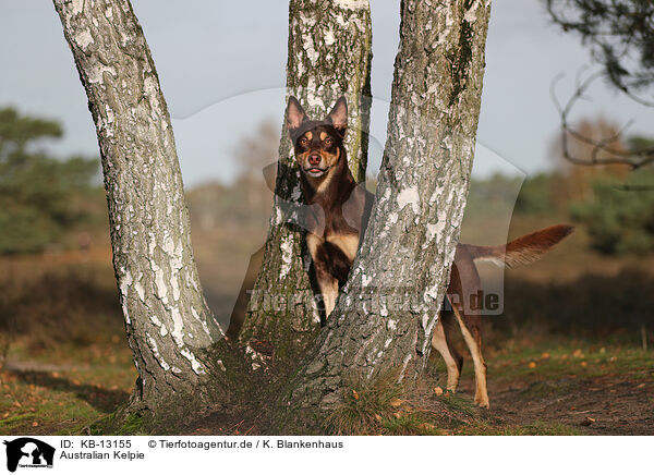 Australian Kelpie / Australian Kelpie / KB-13155