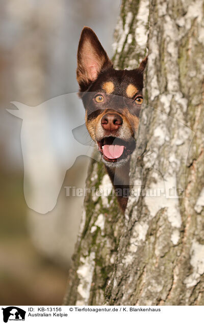 Australian Kelpie / Australian Kelpie / KB-13156