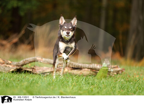 Australian Kelpie / Australian Kelpie / KB-13501