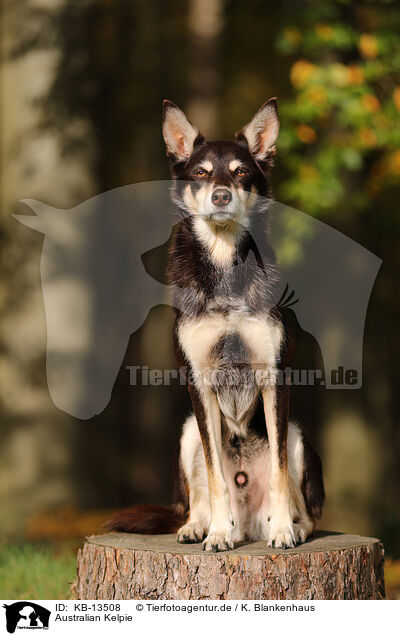 Australian Kelpie / Australian Kelpie / KB-13508