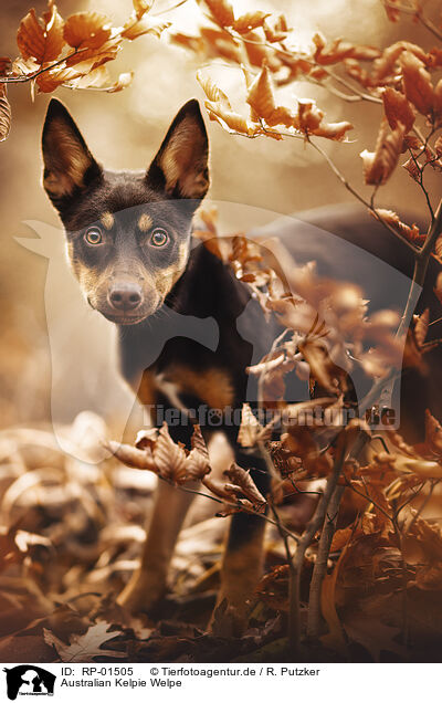Australian Kelpie Welpe / Australian Kelpie puppy / RP-01505