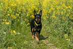 laufender Australian Kelpie