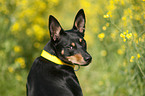Australian Kelpie Portrait