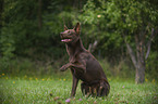 Australian Kelpie gibt Pftchen