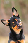 junger Australian Kelpie