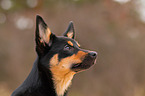junger Australian Kelpie