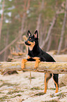 junger Australian Kelpie