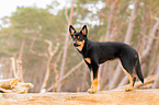 junger Australian Kelpie