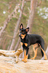 junger Australian Kelpie