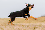 junger Australian Kelpie