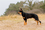 junger Australian Kelpie