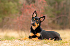 junger Australian Kelpie