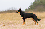 junger Australian Kelpie