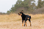 junger Australian Kelpie
