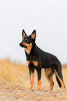 junger Australian Kelpie