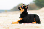 Australian Kelpie Welpe