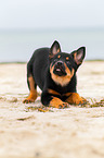 Australian Kelpie Welpe