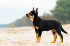 Australian Kelpie Welpe