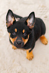 Australian Kelpie Welpe