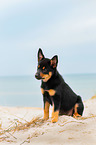 Australian Kelpie Welpe