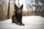 Australian Kelpie Hndin