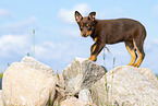 Australian Kelpie Welpe